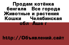 Продам котёнка бенгала - Все города Животные и растения » Кошки   . Челябинская обл.,Аша г.